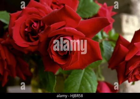 Arrière-plan lumineux de bouquet de grandes roses rouges avec des feuilles au vase en verre vert Banque D'Images