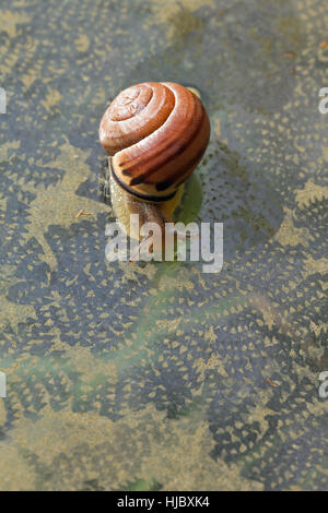 Grove ou Brown-lipped Snail (Capaea nemoralis). Sur le couvercle d'un jardin garni de verre châssis pépinière de manger des algues. Note de gauche à droite allant Banque D'Images