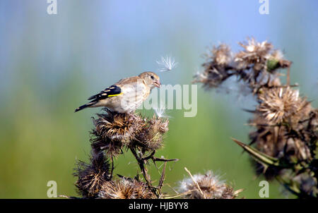 Juvenile Chardonneret (Carduelis carduelis) (parfois appelé un 'pate') qui se nourrissent de l'ensemencement d'automne thistle, soufflant dans thistledown Banque D'Images