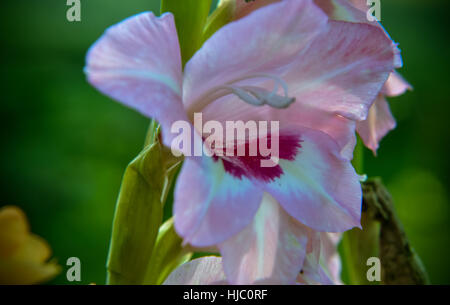 Close up de glaïeul fleur de jardin d'été Banque D'Images