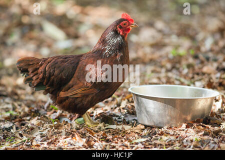 Poule Rhode Island Red, les oiseaux domestiques (Gallus gallus domesticus). Banque D'Images