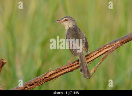 Beautiful Plain prina (Prina inornata) possing sur log in forêt de Thaïlande Banque D'Images