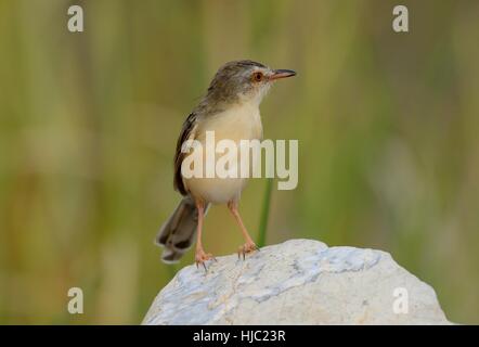 Beautiful Plain prina (Prina inornata) possing sur log in forêt de Thaïlande Banque D'Images