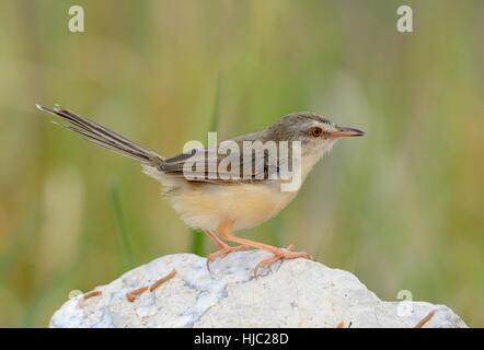 Beautiful Plain prina (Prina inornata) possing sur log in forêt de Thaïlande Banque D'Images