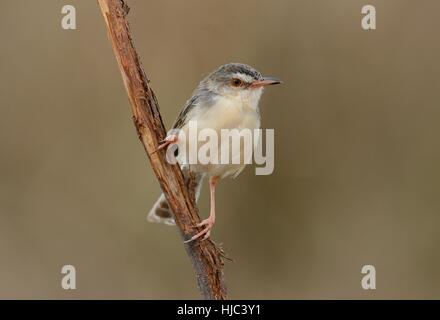 Beautiful Plain prina (Prina inornata) possing sur log in forêt de Thaïlande Banque D'Images