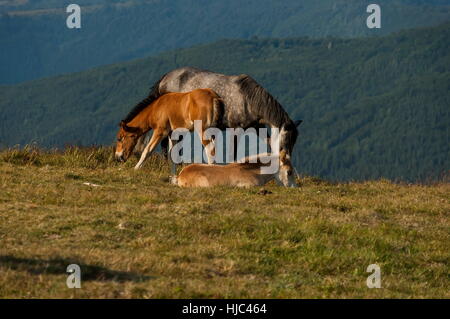 Paysage de montagne et des chevaux sauvages dans le centre des Balkans, de la Stara Planina, Beklemeto ou Trojan pass, Bulgarie Banque D'Images