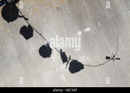 Ombre d'une plante qui tombe sur la structure d'un mur de béton gris Banque D'Images