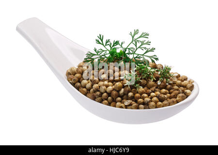 Cuillère en céramique de graines de coriandre coriandre fraîche ou séchée (Coriandrum sativum) fruits de coriandre fleurs au sommet. Clipping path Banque D'Images
