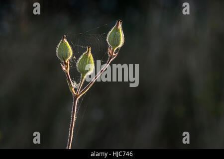 La lumière du matin sur un web araignées sur les bourgeons sauvages campion Silene latifolia - réservoir à Wilstone, Hertfordshire, Royaume-Uni Banque D'Images