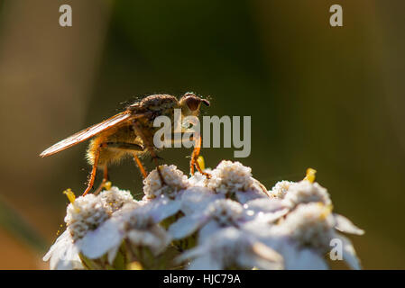 Jaune commun Dung Fly - Scathophaga stercoraria Wilstone au réservoir, Hertfordshire, Royaume-Uni Banque D'Images