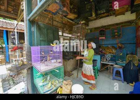 Yogyakarta, Java, Indonésie : les gens vendre des oiseaux au marché Pasar Ngasem, le 6 août 2016 à Yogyakarta, Java, Indonésie. Banque D'Images