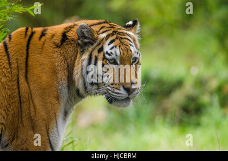 Un tigre rôde dans son territoire d'Amur Banque D'Images