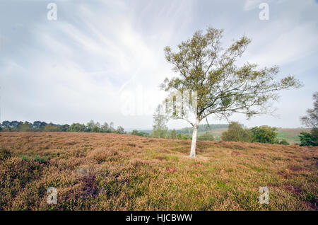 Rockford commun dans le parc national New Forest Banque D'Images