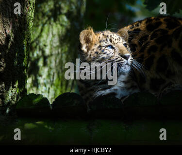 Une panthère cub dans la lumière du soleil Banque D'Images