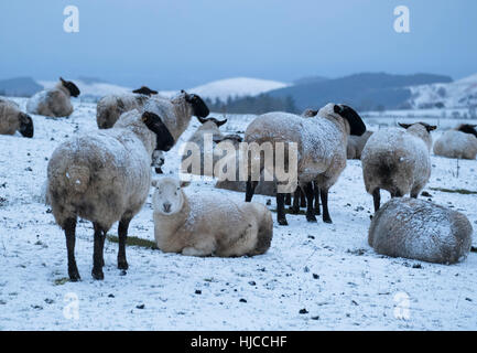 Moutons couverts de neige en hiver sur les Stiperstones à l'aube, Shropshire, England, UK Banque D'Images