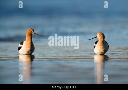 Une paire d'Avocettes stand américain dans les eaux peu profondes comme le soleil du matin les feux sur une claire matinée de printemps. Banque D'Images