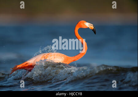 Un rose lumineux American Flamingo se trouve dans les eaux peu profondes et est éclaboussé par une petite vague. Banque D'Images