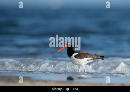 Un Huîtrier d'Amérique se trouve dans la côte de l'Océan Atlantique sur un matin ensoleillé que les vagues déferlent dans l'arrière-plan. Banque D'Images