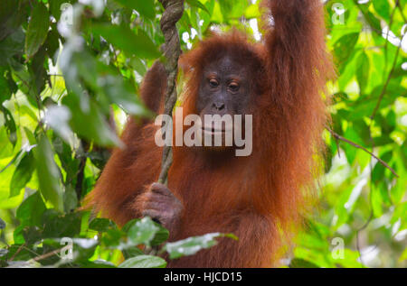 Dans la jungle des orangs-outans à Bukit Lawang, Sumatra, Indonésie Banque D'Images