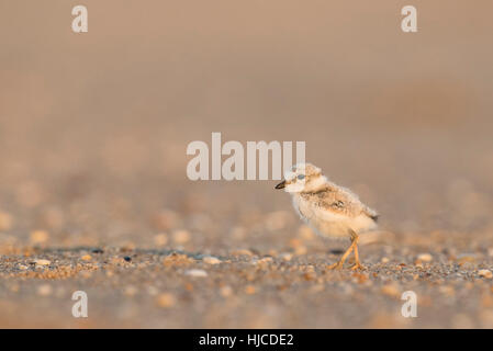 Une espèce menacée et mignon petit poussin du Pluvier siffleur se dresse sur une plage couverte de galets dans la lumière du soleil tôt le matin. Banque D'Images