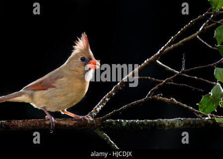 Une femelle Cardinal rouge se trouve perché sur une branche de houx contre un fond noir foncé. Banque D'Images