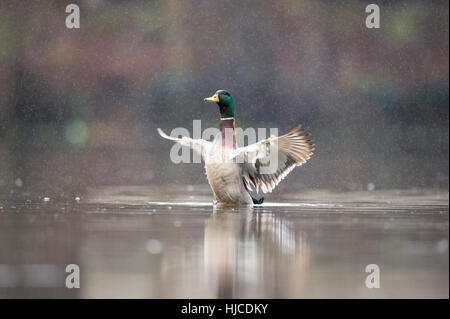 Un canard colvert mâle bat des ailes tout en étant assis sur l'eau d'une pluie de printemps. Banque D'Images