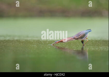 Un Héron Vert frappe dehors à prey dans un petit étang de la surface de l'eau reflétant vert. Banque D'Images