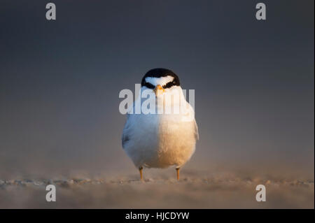 Un adulte moins de Dougall fait face directement à l'appareil photo comme le soleil du matin s'allume la moitié de son corps comme il se dresse sur une plage de sable. Banque D'Images