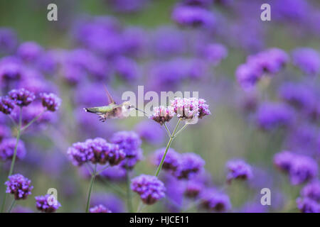 Un Colibri à gorge rubis se situe en face d'un violet vif fleur dans un jardin rempli de fleurs. Banque D'Images