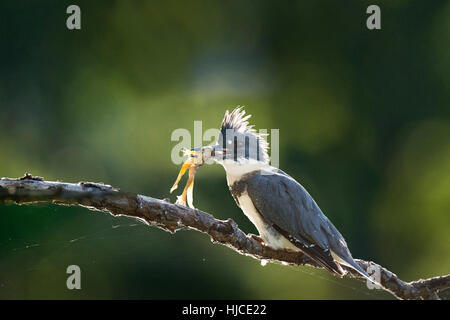 Un Martin-pêcheur est perché sur une branche avec une grenouille fraîchement pêché dans son bec avec le soleil clair eclairage arriere. Banque D'Images