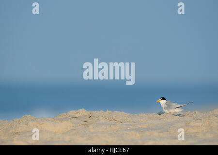 Un adulte moins de Dougall se dresse sur une plage de sable fin par un beau matin ensoleillé en face d'un océan bleu et le ciel. Banque D'Images