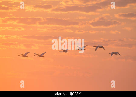 Un petit troupeau de Cygnes tuberculés voler dans l'orange et jaune lever du soleil tôt le matin. Banque D'Images