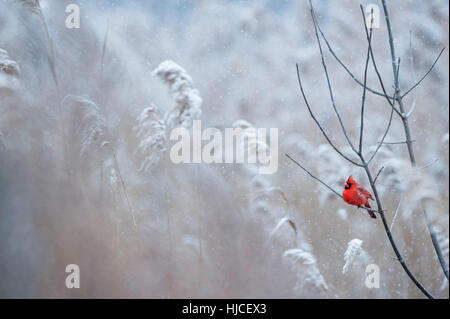 Un Cardinal rouge mâle est perché sur une branche par un froid jour de neige en hiver. Banque D'Images