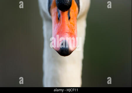 Un détail d'un bec de cygne muet close up et texturées. Banque D'Images