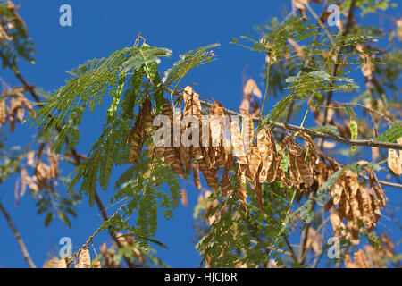 Seidenakazie Schlafbaum Seidenbaum,,, Schirmakazie, Frucht, Früchte, Hülsenfrüchte, Albizia julibrissin arbre de soie, Perse, arbre de soie rose, rose Siris Banque D'Images