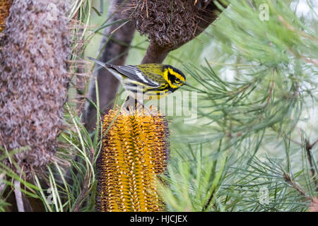 Paruline de Townsend (Setophaga townsendi) perché sur Banksia spinulosa (Banskia en épingle). Banque D'Images