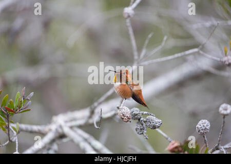 Allen (colibri Selasphorus sasin) Banque D'Images