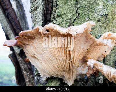 Grand champignon sur un arbre Banque D'Images