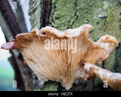 Grand champignon sur un arbre Banque D'Images