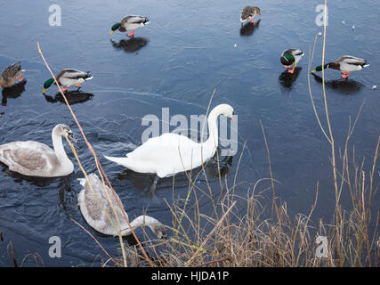 Billingham, UK. 24 Jan, 2017. Brise-glace : Météo Swan. Un cygne avec cygnets en remorque se brise la glace avec son corps qu'il tente d'atteindre la nourriture jetée sur la glace selon l'alimentation des canards sur une personne et clair matin givré à Cowpen Bewley, parc boisé près de Billingham, dans le nord est de l'Angleterre. Credit : ALAN DAWSON/Alamy Live News Banque D'Images