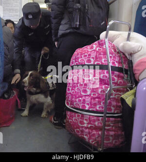 Hefei, Chine, Anhui Province. 24 Jan, 2017. Yang Naiwen Formateur de chien de police et vérifier les bagages des passagers Tiehu au Hefei Railway Station à Hefei, capitale de la province de l'Anhui en Chine orientale, le 24 janvier 2017. De nombreux chiens policiers sont en service pendant la Fête du Printemps les rush entre le 13 janvier et le 21 février. C'est la 7ème fois pour Tiehu, un enfant de 8 ans chien renifleur, pour servir la ruée vers les voyages autour de la fête du printemps, qui tombe le 28 janvier cette année. Credit : Guo Chen/Xinhua/Alamy Live News Banque D'Images