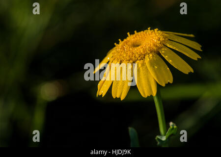 Glebionis segetum - Marigold maïs trouvés au réservoir Wilstone, Hertfordshire, Royaume-Uni Banque D'Images