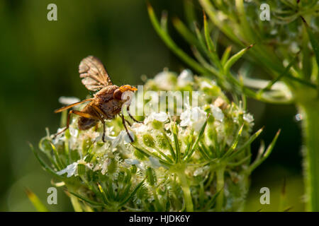 Jaune commun Dung Fly - Scathophaga stercoraria Wilstone au réservoir, Hertfordshire, Royaume-Uni Banque D'Images