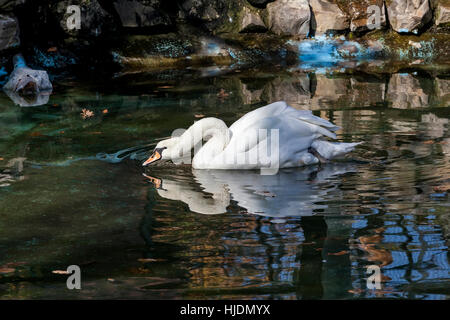 Cygne blanc dans l'eau verte au zoo du Bor Serbie, photo prise du 24.10.2013. Banque D'Images