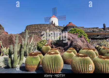 Jardin de cactus, Guatiza, Lanzarote, îles Canaries, Espagne Banque D'Images