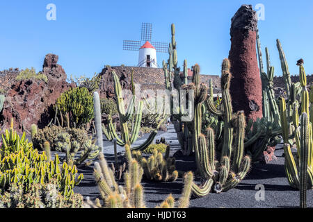 Jardin de cactus, Guatiza, Lanzarote, îles Canaries, Espagne Banque D'Images