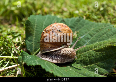 Gros Escargot romain sur la feuille verte, hermaphrodite est montrant son,deux palpeurs, Slovaquie Banque D'Images