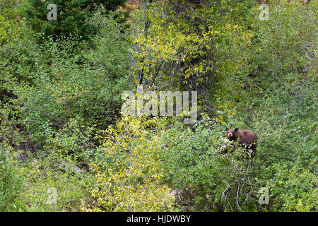 Un ours noir s'arrêter de manger les baies hawthorne le long du sentier du lac Phelps. Parc National de Grand Teton, Wyoming Banque D'Images