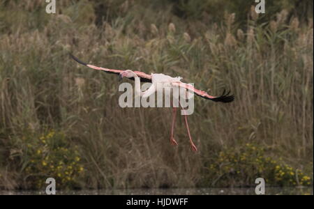 Flamant rose, Phoenicopterus roseus en vol dans la Camargue, sud de la France. Banque D'Images
