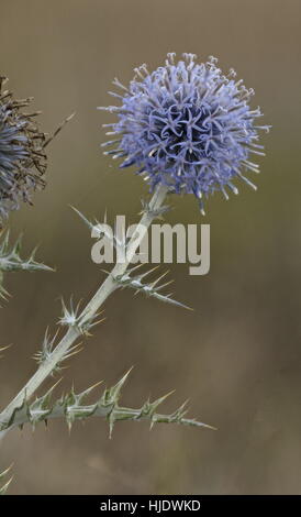 Le sud de l'Echinops ritro plante, fleur, en Provence. Banque D'Images